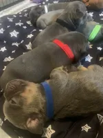 Blue and Tan Male (Red Collar), a male French Bulldog for sale in Abbeville, LA – 4 of 5