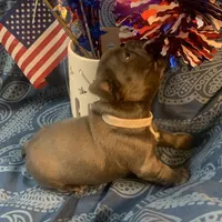 Blue Female (white collar), a female French Bulldog for sale in Abbeville, LA – 6 of 9