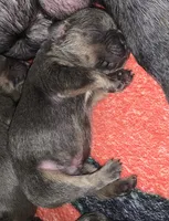 Tricolor Blue and Tan Male (black collar) , a male French Bulldog for sale in Abbeville, LA – 4 of 7