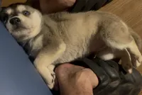 Baby Boy 2, a male German Shepherd Dog and Siberian Husky for sale in Newark, NJ – Photo 2 of 3