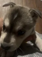 Baby Boy 2, a male German Shepherd Dog and Siberian Husky for sale in Newark, NJ – Photo 3 of 3