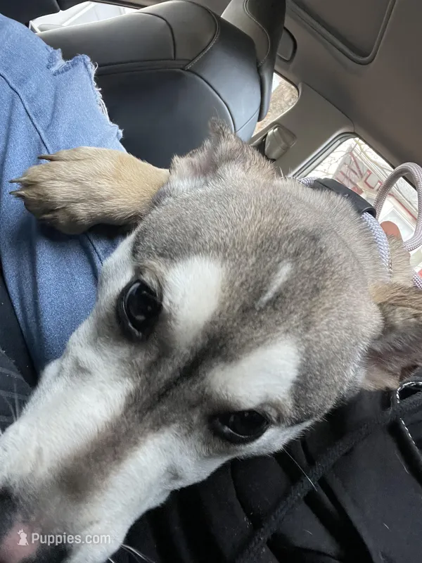 Brilliant  – German Shepherd Dog, Siberian Husky puppy for sale in Newark, NJ