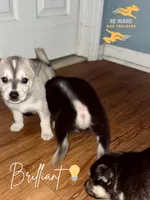 Brilliant , a male German Shepherd Dog and Siberian Husky for sale in Newark, NJ – Photo 2 of 6
