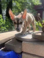 Brilliant , a male German Shepherd Dog and Siberian Husky for sale in Newark, NJ – Photo 6 of 6