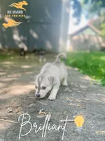 Brilliant , a male German Shepherd Dog and Siberian Husky for sale in Newark, NJ – Photo 1 of 6