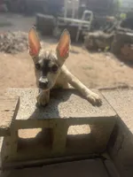 Brilliant , a male German Shepherd Dog and Siberian Husky for sale in Newark, NJ – Photo 4 of 6