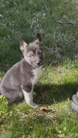 Baby Boy 1, a male German Shepherd Dog and Siberian Husky for sale in Newark, NJ – Photo 1 of 8