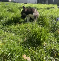 Baby Boy 1, a male German Shepherd Dog and Siberian Husky for sale in Newark, NJ – Photo 7 of 8