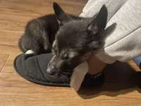 Baby Boy 1, a male German Shepherd Dog and Siberian Husky for sale in Newark, NJ – Photo 4 of 8