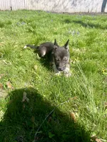Baby Boy 1, a male German Shepherd Dog and Siberian Husky for sale in Newark, NJ – Photo 8 of 8