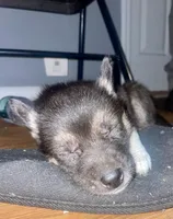 Baby Girl 2, a female German Shepherd Dog and Siberian Husky for sale in Newark, NJ – Photo 2 of 2