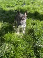 Baby Boy 1, a male German Shepherd Dog and Siberian Husky for sale in Newark, NJ – Photo 3 of 8