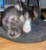 Baby Girl 2, a female German Shepherd Dog and Siberian Husky for sale in Newark, NJ – Photo 1 of 2