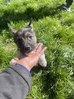 Baby Boy 1, a male German Shepherd Dog and Siberian Husky for sale in Newark, NJ – Photo 2 of 8