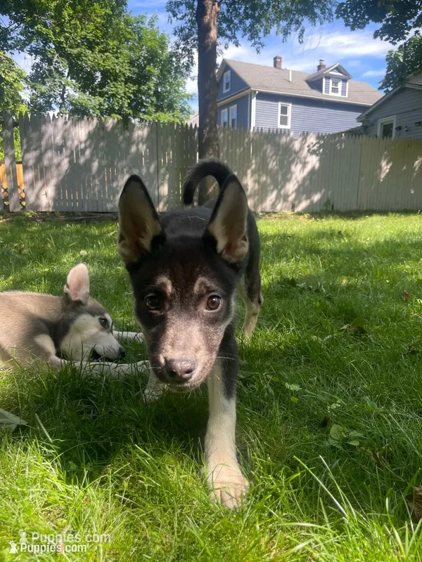 Baby Girl 2 – German Shepherd Dog, Siberian Husky puppy for sale in Newark, NJ