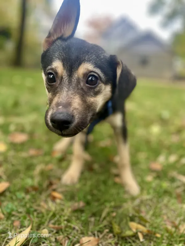 Rook – German Shepherd Dog, Siberian Husky puppy for sale in Newark, NJ