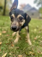 Rook, a female German Shepherd Dog and Siberian Husky for sale in Newark, NJ – Photo 3 of 9