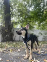 Rook, a female German Shepherd Dog and Siberian Husky for sale in Newark, NJ – Photo 4 of 9