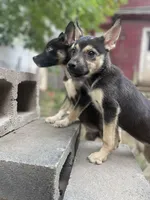 Rook, a female German Shepherd Dog and Siberian Husky for sale in Newark, NJ – Photo 9 of 9