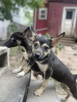 Rook, a female German Shepherd Dog and Siberian Husky for sale in Newark, NJ – Photo 8 of 9