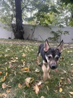 Rook, a female German Shepherd Dog and Siberian Husky for sale in Newark, NJ – Photo 6 of 9