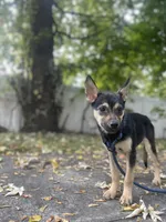 Rook, a female German Shepherd Dog and Siberian Husky for sale in Newark, NJ – Photo 5 of 9