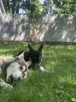 Baby Girl, a female German Shepherd Dog and Siberian Husky for sale in Newark, NJ – 4 of 7