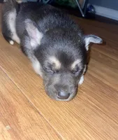Baby Boy 1, a male German Shepherd Dog and Siberian Husky for sale in Newark, NJ – Photo 1 of 3