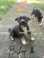 Bishop, a male German Shepherd Dog and Siberian Husky for sale in Newark, NJ – Photo 1 of 5