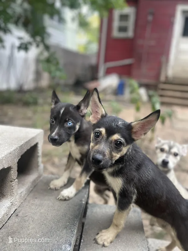 Bishop – German Shepherd Dog, Siberian Husky puppy for sale in Newark, NJ