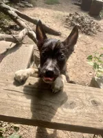 Bishop, a male German Shepherd Dog and Siberian Husky for sale in Newark, NJ – Photo 3 of 5