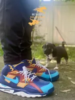 Bishop, a male German Shepherd Dog and Siberian Husky for sale in Newark, NJ – Photo 2 of 5