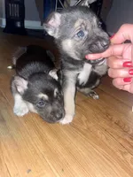 BabyGirl 1, a female German Shepherd Dog and Siberian Husky for sale in Newark, NJ – Photo 3 of 3