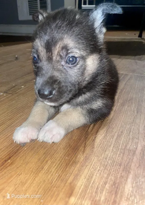 BabyGirl 1 – German Shepherd Dog, Siberian Husky puppy for sale in Newark, NJ