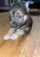 BabyGirl 1, a female German Shepherd Dog and Siberian Husky for sale in Newark, NJ – Photo 1 of 3