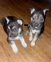 BabyGirl 1, a female German Shepherd Dog and Siberian Husky for sale in Newark, NJ – Photo 2 of 3