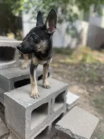 Queen, a female German Shepherd Dog and Siberian Husky for sale in Newark, NJ – Photo 5 of 5