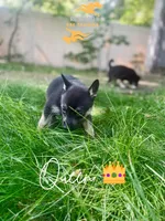 Queen, a female German Shepherd Dog and Siberian Husky for sale in Newark, NJ – Photo 2 of 5