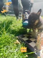 Queen, a female German Shepherd Dog and Siberian Husky for sale in Newark, NJ – Photo 3 of 5