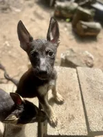 Queen, a female German Shepherd Dog and Siberian Husky for sale in Newark, NJ – Photo 1 of 5
