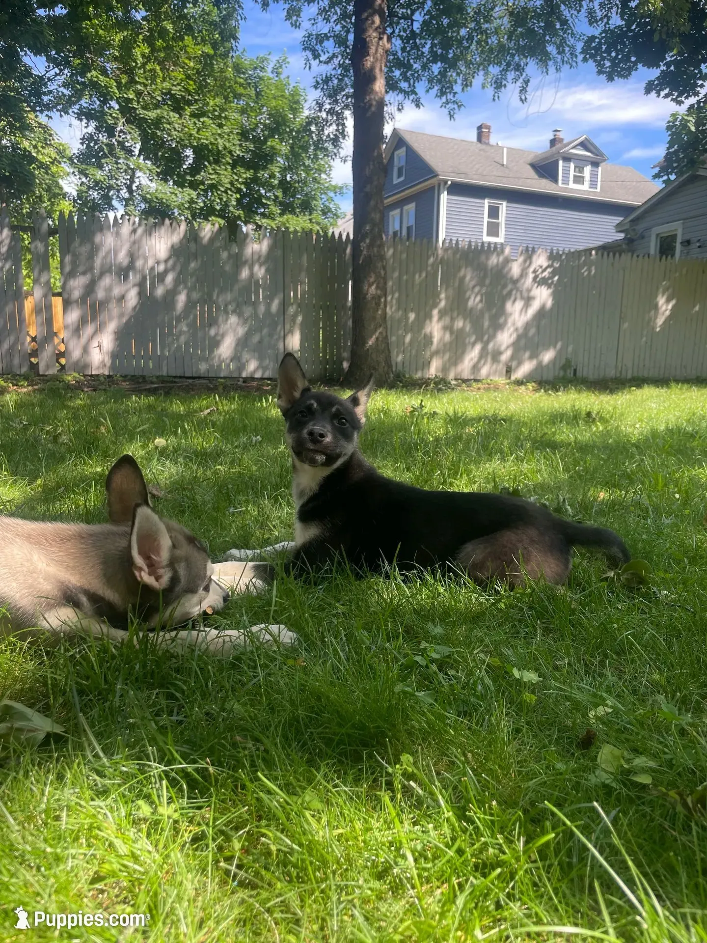 Baby Girl, a female German Shepherd Dog and Siberian Husky for sale in Newark, NJ – 2 of 7