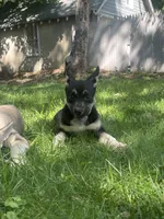 Baby Girl, a female German Shepherd Dog and Siberian Husky for sale in Newark, NJ – 3 of 7