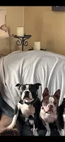Boston Terrier Puppies, a male Boston Terrier for sale in Warwick, RI – 4 of 6
