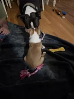 Liberty, a female Boston Terrier for sale in Warwick, RI – 5 of 5