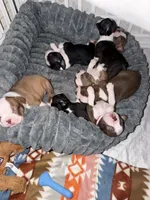 Boston Terrier Puppies, a male Boston Terrier for sale in Warwick, RI – 3 of 6