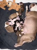 Boston Terrier Puppies, a male Boston Terrier for sale in Warwick, RI – 6 of 6