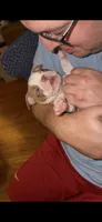 Liberty, a female Boston Terrier for sale in Warwick, RI – 3 of 5