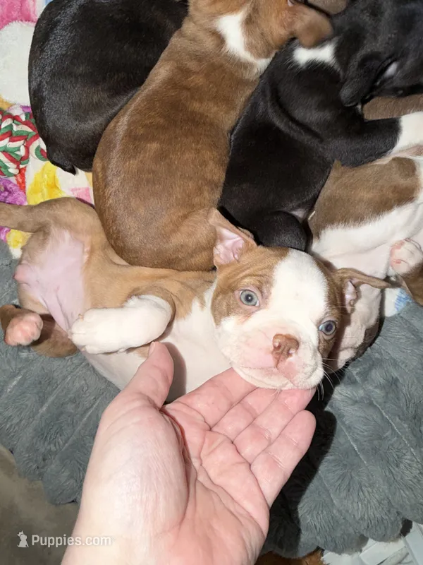Liberty – Boston Terrier puppy for sale in Warwick, RI