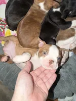 Liberty, a female Boston Terrier for sale in Warwick, RI – 1 of 5