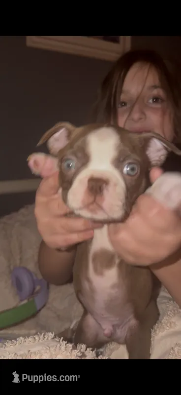 Gump – Boston Terrier puppy for sale in Warwick, RI